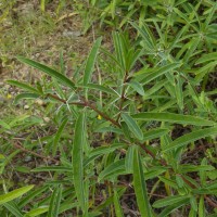 Barleria sp.